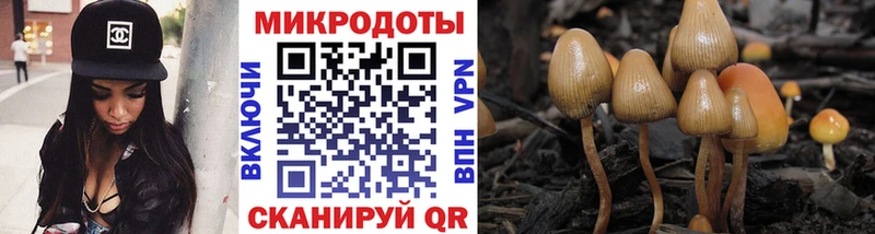 Галлюциногенные грибы Cubensis  Тарко-Сале 